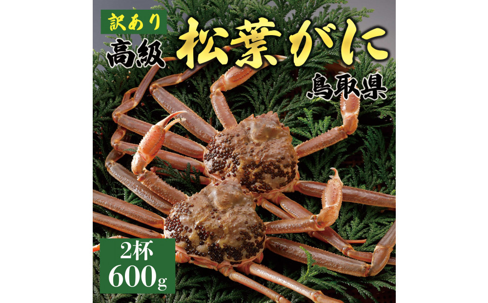 【2025年12月～2026年1月発送】特撰 松葉がに（なま）【訳あり】600g超のサイズ  2杯