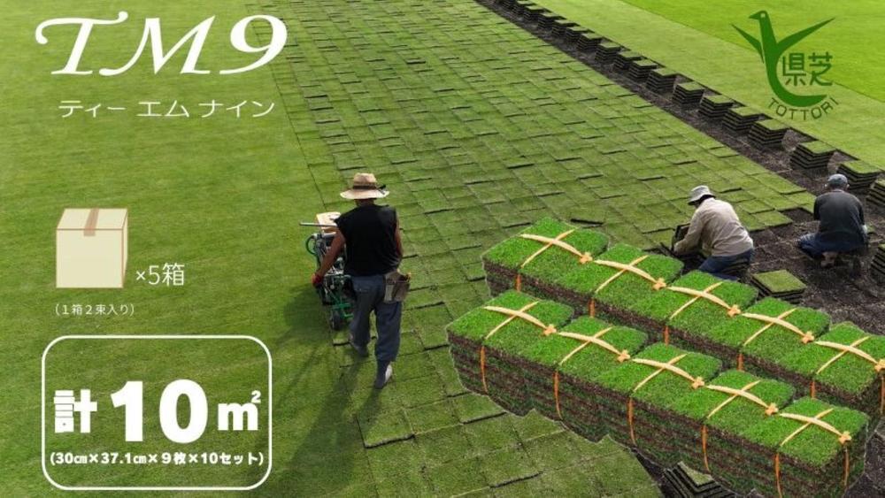 【先行予約 2026年3月以降発送】芝生(省管理型コウライ芝　TM9ティーエムナイン)10束セット※10平米分