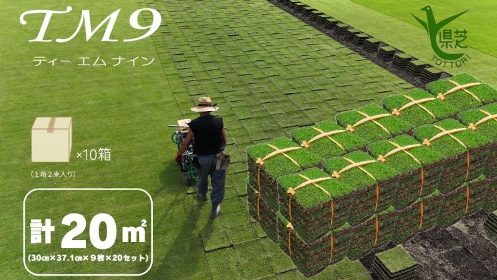 【先行予約 2026年3月以降発送】芝生(省管理型コウライ芝　TM9ティーエムナイン)20束セット※20平米分