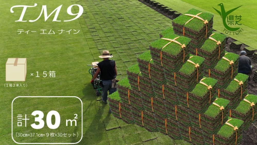【先行予約 2026年3月以降発送】芝生(省管理型コウライ芝　TM9ティーエムナイン)30束セット※30平米分