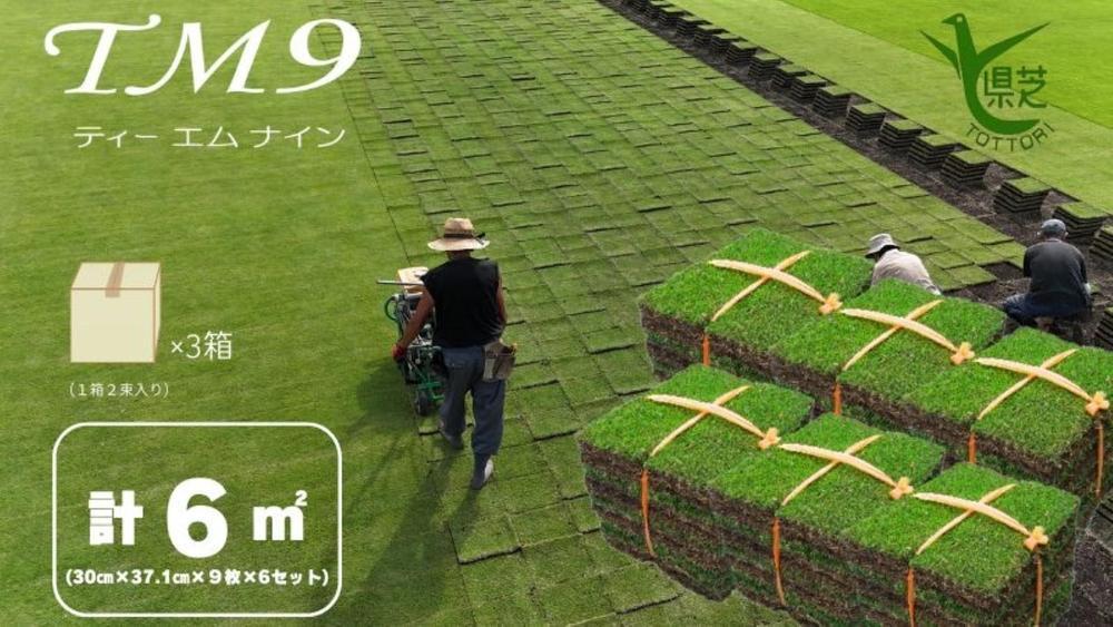 【先行予約 2026年3月以降発送】芝生(省管理型コウライ芝　TM9ティーエムナイン)6束セット※6平米分