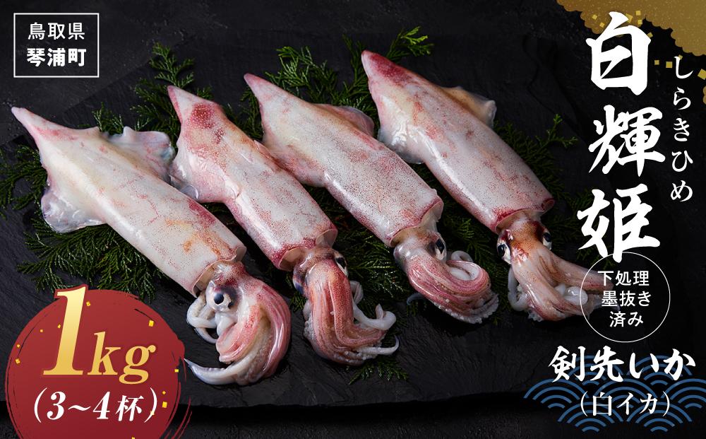 【先行予約 2026年7月以降発送】白輝姫（しらきひめ）下処理 墨抜き済み 剣先いか（白イカ）1kg（3〜4杯）