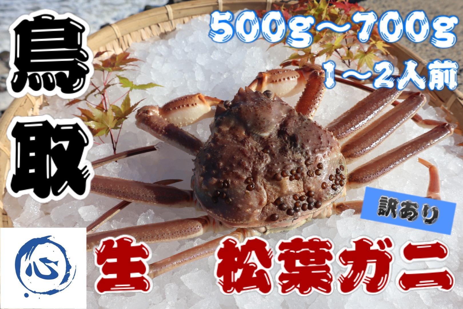 【先行予約】鳥取県産　生　松葉ガニ（５００ｇ～７００ｇ）（1～2人前）訳アリ