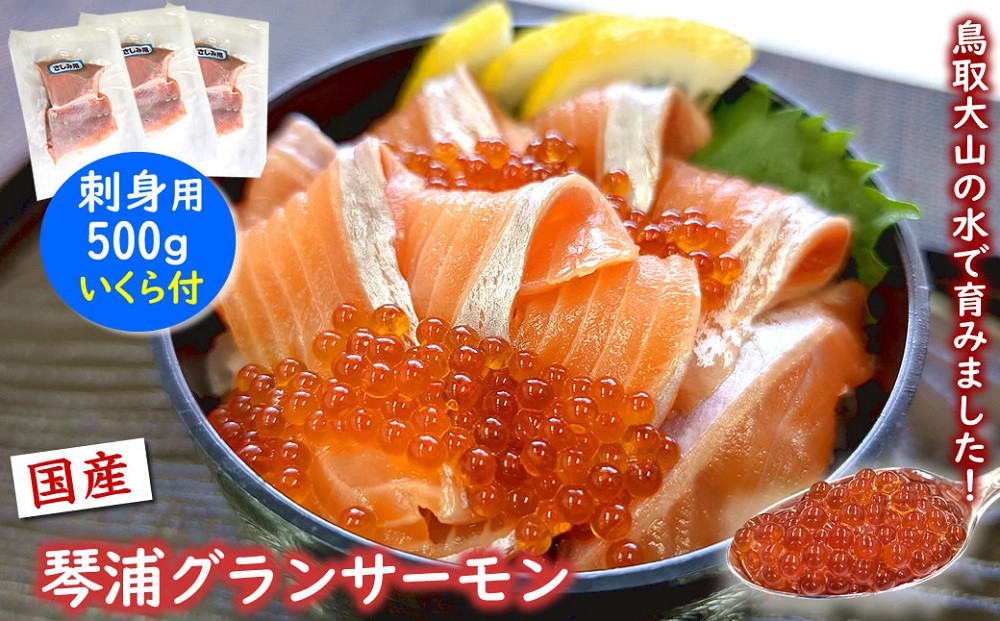 薬剤未使用で安心　国産とっとり琴浦グランサーモン刺身用500g いくら付 訳あり 小分け個包装で便利
