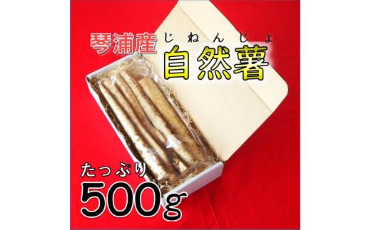 自然薯 500g 鳥取県琴浦町産  【12月上旬発送開始】