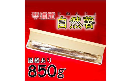 自然薯 850g 鳥取県琴浦町産 【12月上旬発送開始】