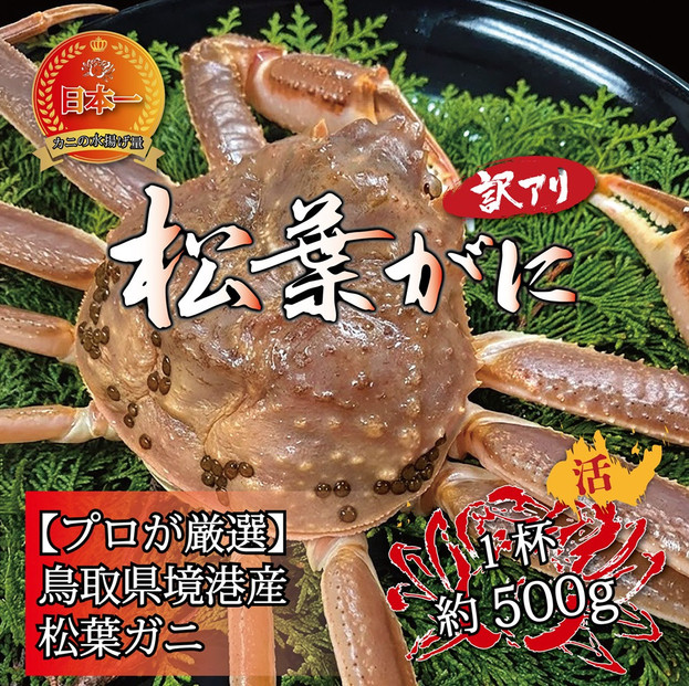 境港産 松葉ガニ500g（活冷）訳あり