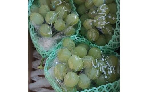276.ぶどう　ロザリオビアンコ　1.5kg以上 産地直送　※2025年9月中旬～下旬頃に順次発送予定　※北海道・沖縄・離島への発送不可