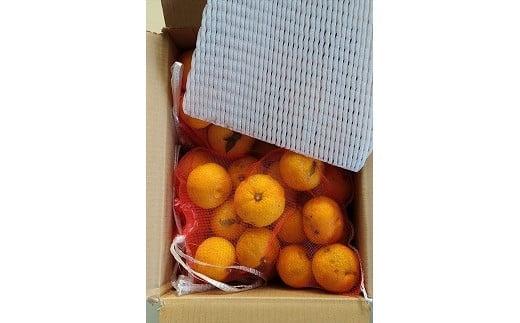 ※受付停止25.6.4※342.柚子（ゆず）玉 　2.8kg前後| 果物 食材 果汁 料理 風味 多田錦 産地直送　※2025年11月中旬～11月下旬頃に順次発送予定　※北海道・沖縄・離島への配送不可