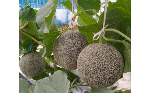 958.タカミメロン　中玉3～4玉入り　4kg前後　1箱　※2025年7月上旬～中旬　※北海道・沖縄・離島への配送不可