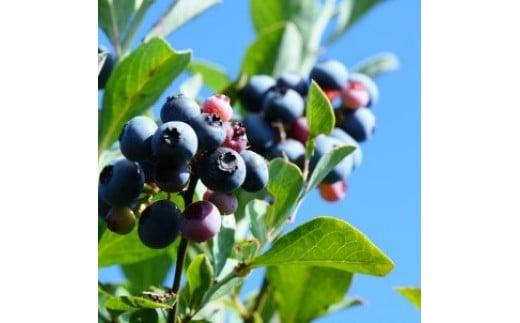 395.前田農園　ヨーグルトのためのブルーベリーソース３本セット