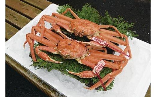 【活】タグ付き松葉ガニ　2枚※2025年11月上旬～2026年3月下旬頃に順次発送予定
