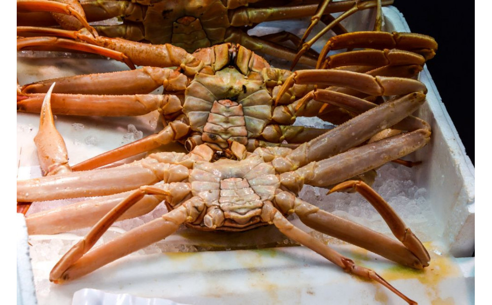 ご自宅用　活訳あり松葉ガニ　お任せ大満足の5kgセット【着日指定不可】※2025年11月上旬～2026年3月下旬頃に順次発送予定