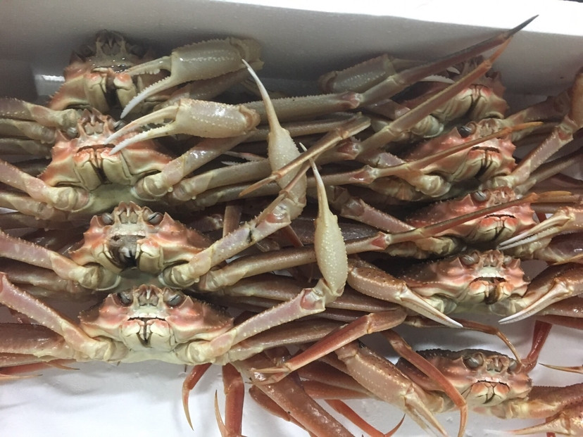 1102.【ボイル】訳あり　松葉ガニおまかせ2kg（3～7枚）※2025年11月上旬～2026年3月下旬頃に順次発送予定※着日指定不可