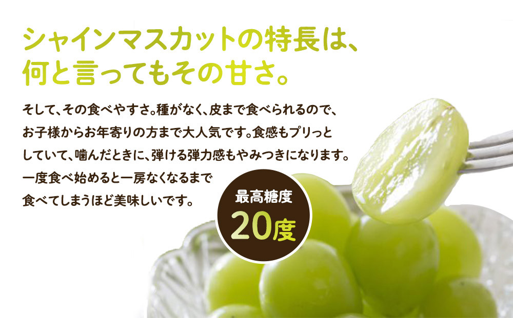 955.【先行予約】【訳あり】シャインマスカット（350ｇ前後）と旬の梨（5玉）セット≪ぶどう、マスカット、ブドウ、葡萄、なし 果物 フルーツ くだもの 鳥取県北栄町≫※8月下旬頃～9月中旬頃に順次発送