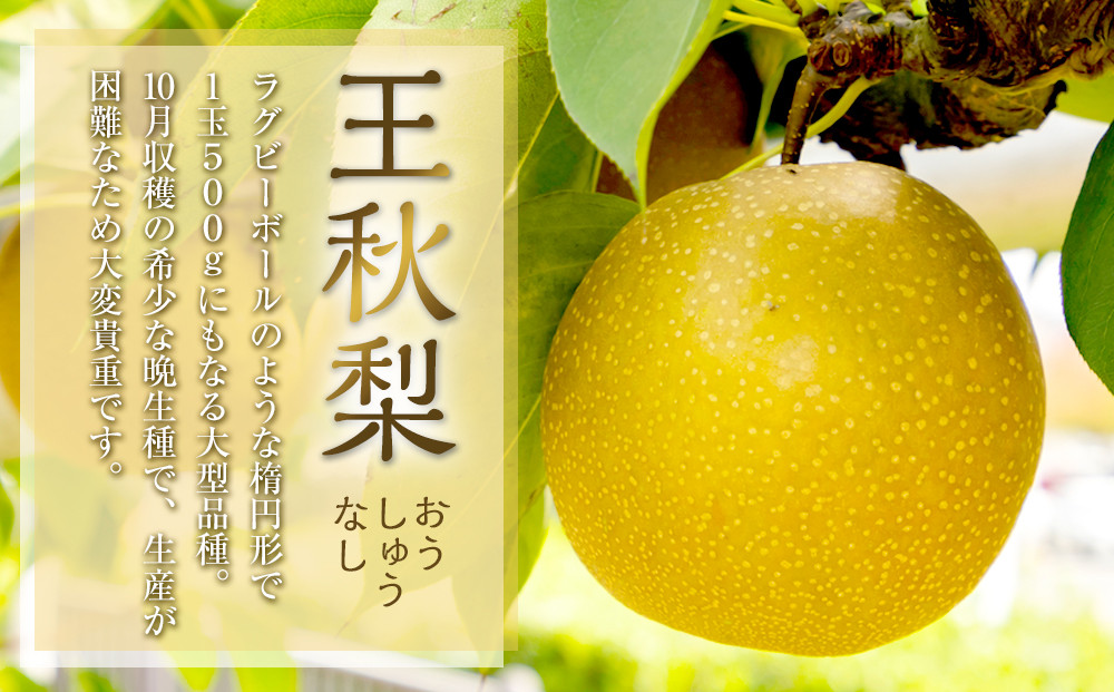 337.【先行予約】富有柿と王秋梨のセット 秀 4kg以上～4.5kg未満　※2026年11月上旬～12月上旬頃に順次発送予定