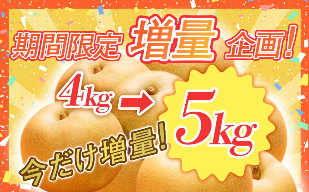 【2026年1月頃発送】【訳あり】王秋梨 ５ｋｇ　（5～16玉前後）