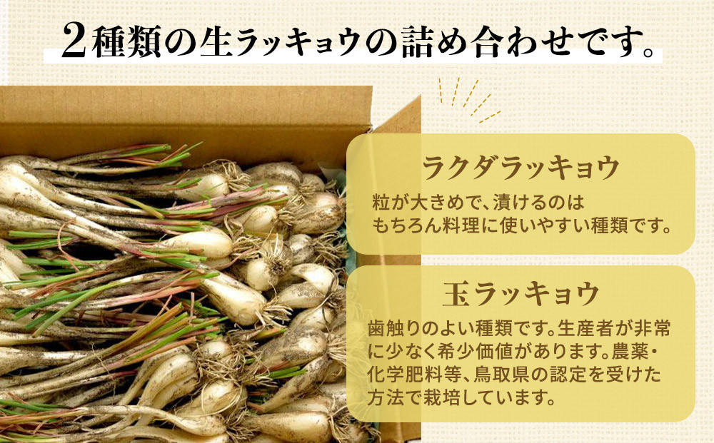 326.生ラッキョウ　計4kg（ラクダラッキョウ×2kg　玉ラッキョウ×2kg）　※2026年5月下旬～7月上旬頃に順次発送予定
