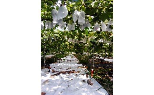 262.ブラックオリンピア（種なし）2kg前後 ◇※2025年8月中旬頃より順次発送予定