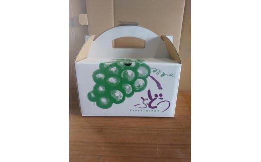 266.【品種はおまかせ】ブラックオリンピアと他品種のセット（種なし） 1kg以上※2025年8月下旬頃より順次発送予定