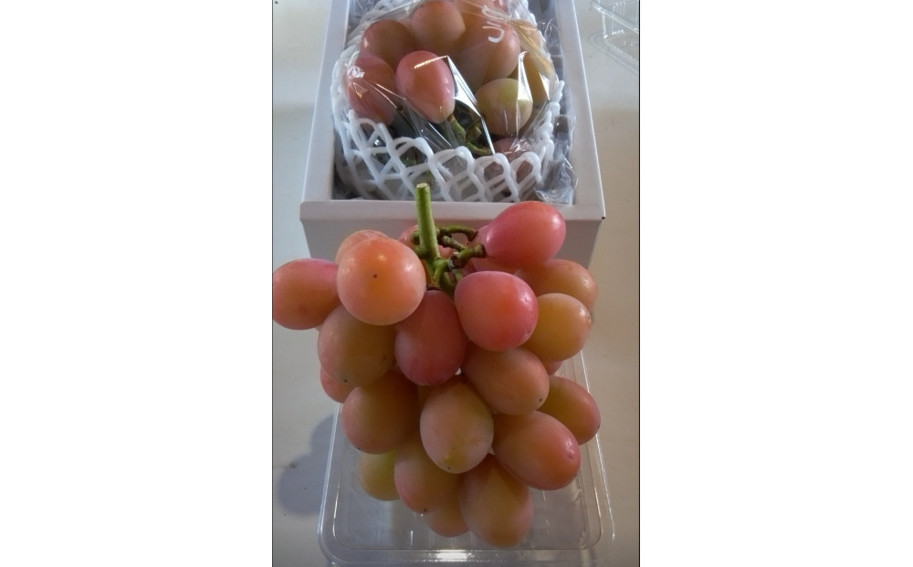 964.北条砂丘地産ぶどう クインニーナ 2房 1kg以上 果物 くだもの 葡萄 ぶどう