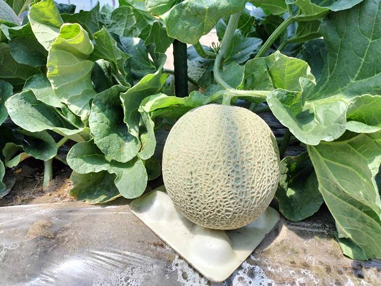 784.【先行予約】青肉メロンの新星「クレセントメロン」※2026年７月中旬より順次発送