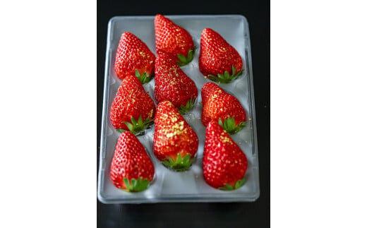 587.プレミアム甘熟いちご　※2026年1月中旬頃～2026年3月下旬頃に順次発送予定