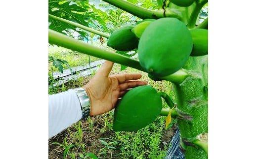 781.青パパイヤ（砂丘パパイヤ）2.0kg前後※2025年9月中旬～11月下旬頃に順次発送予定※離島への配送不可