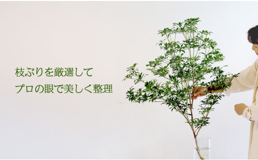 674.【月1回・12ヶ月定期便】旬をかざる枝もの定期便（年12回）＋初回ガラスベース付き