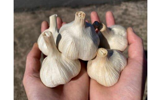 585.スイカ農家のフル～ティ黒にんにく 元気のたねこ大袋｜自然食品 美容  健康  疲労回復　鳥取県産　免疫力「鳥取県特別栽培農産物」認証の自社生産ホワイト六片とジャンボにんにくを使用※着日指定不可 ※2025年7月中旬～2026年2月下旬頃に順次発送予定