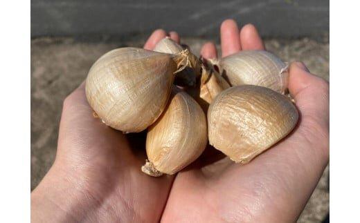 586.スイカ農家のフル～ティ黒にんにく 元気のたねこミックス◇｜自然食品 無添加 健康 疲労回復　鳥取県産 免疫力「鳥取県特別栽培農産物」認証の自社生産ホワイト六片とジャンボにんにくを使用※着日指定不可 ※2025年7月中旬～2026年2月下旬頃に順次発送予定