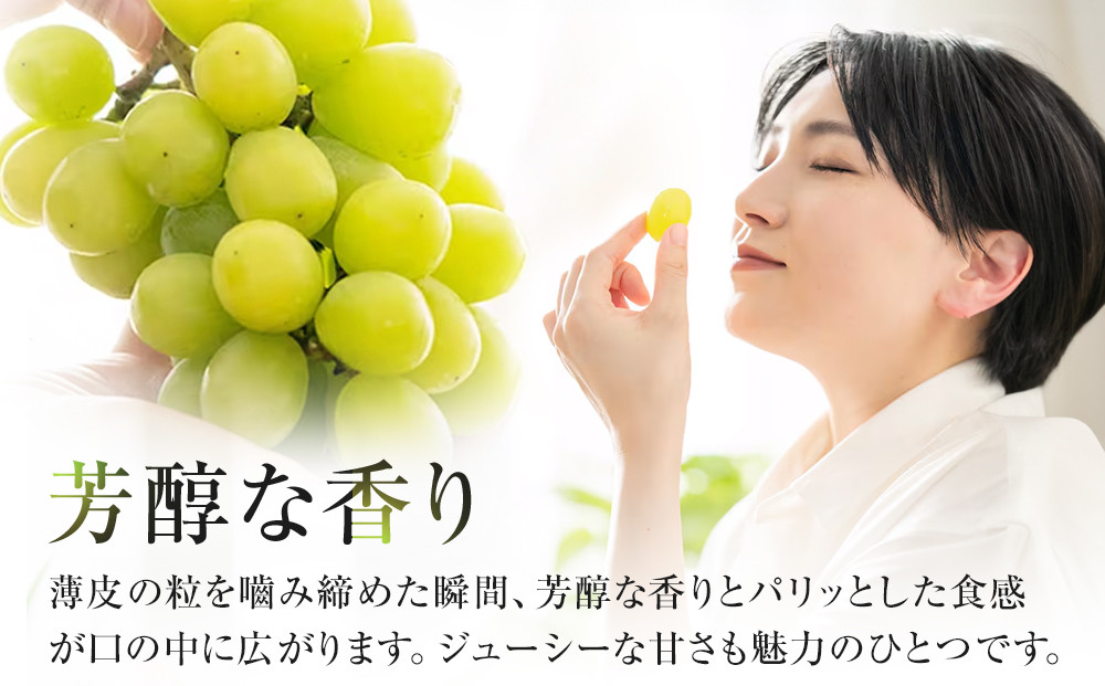 563.【先行予約】オアシス・プレミアム・シャイン 1kg（鳥取砂丘地栽培）｜ シャインマスカット 葡萄 ぶどう 産地直送 フルーツ 果物 甘い 人気 ※2026年8月下旬頃～10月下旬頃に順次発送