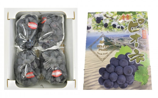 737.【先行予約】【ＪＡ】　ピオーネ（種なし）赤秀2kg箱（3～5房入）　※着日指定不可　※離島への配送不可　※2026年8月初旬頃～8月下旬頃に順次発送予定