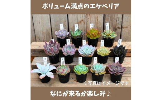 730.【厳選株】【農場直送】多肉植物エケベリア ぷっくり充実株!! おまかせ14品種セット※着日指定不可※北海道・沖縄・離島への配送不可