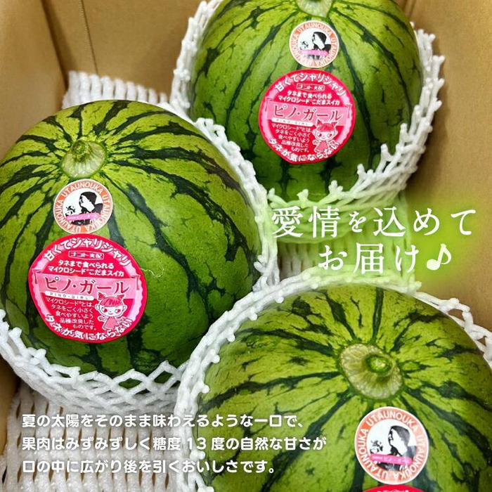 【先行予約】797.小玉スイカ　ピノ・ガール（1玉3kg前後×3玉）◇離島不可（北海道、沖縄本島は配送可能）◇2026年6月上旬頃～7月上旬頃に順次発送予定