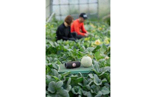 796.【青肉系メロン】ペルルメロン×２玉（1玉2kg前後×2玉） ※離島への配送不可