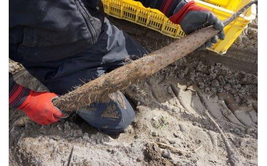 753.【ご自宅用】鳥取特産品　砂丘ながいも（カット）3kg