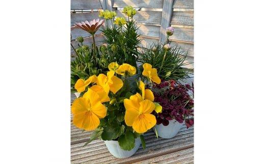 809.季節のマイガーデン・スターターセット　※離島への配送不可