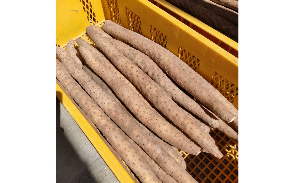 981.【訳あり】砂丘ながいも　1kg《検索用ワード:長芋・とりたて・とろろ・ねばり・山芋》