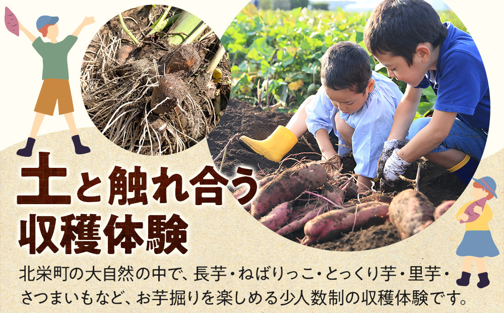 1285.【要予約 親子用（大人1名様+小学生1名様）】北栄町 お芋収穫体験　長芋・ねばりっこ・とっくり芋・里芋・さつまいも　掘ったお芋5kg×2名様分付き