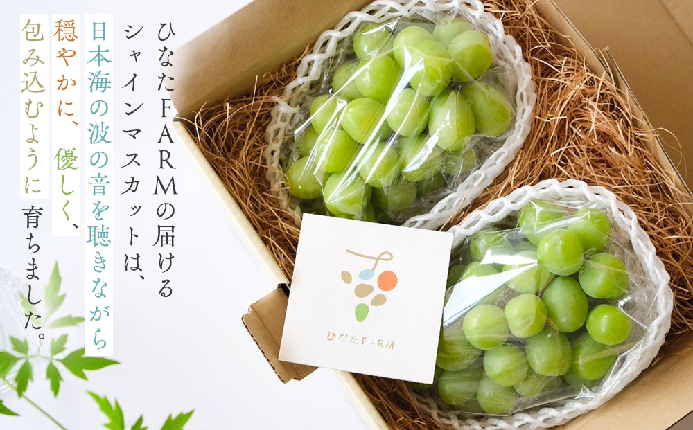 1039.【家庭用】波の音が聴こえる葡萄畑　ひなたFARM シャインマスカット