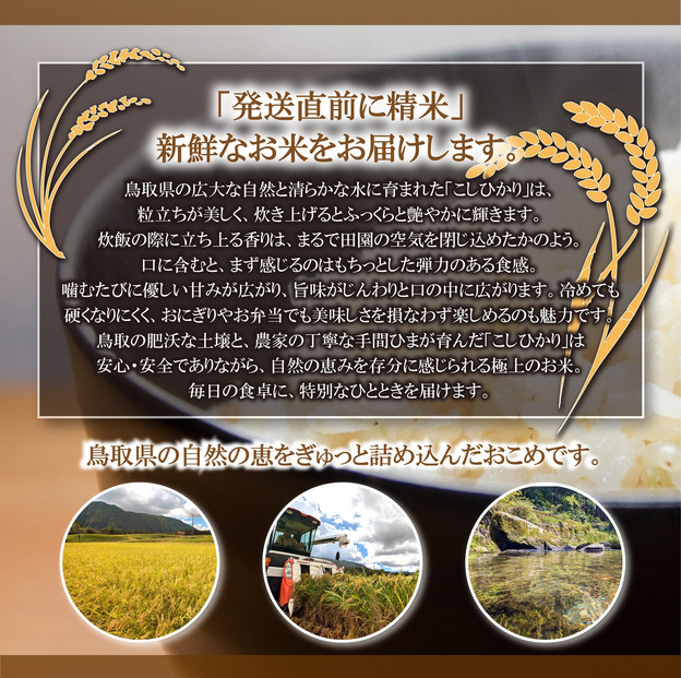令和6年産こしひかり精米10kg