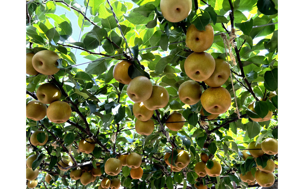 1121．【2026年度発送先行予約】数量限定　新甘泉　5kg