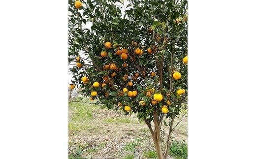 ※受付停止25.6.4※342.柚子（ゆず）玉 　2.8kg前後| 果物 食材 果汁 料理 風味 多田錦 産地直送　※2025年11月中旬～11月下旬頃に順次発送予定　※北海道・沖縄・離島への配送不可