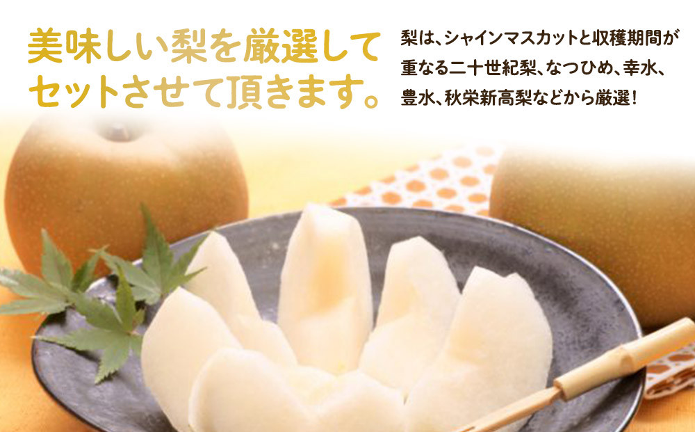 955.【先行予約】【訳あり】シャインマスカット（350ｇ前後）と旬の梨（5玉）セット≪ぶどう、マスカット、ブドウ、葡萄、なし 果物 フルーツ くだもの 鳥取県北栄町≫※8月下旬頃～9月中旬頃に順次発送