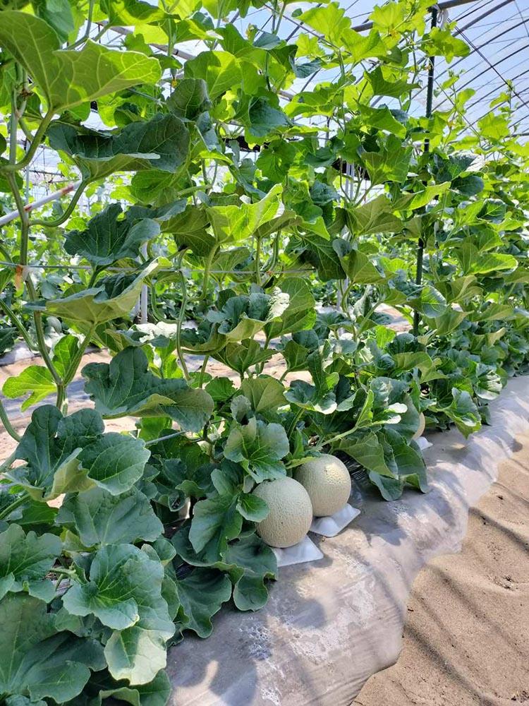 783.【先行予約】青肉メロンの新星「クレセントメロン」満足の２玉セット　※2026年７月中旬より順次発送予定