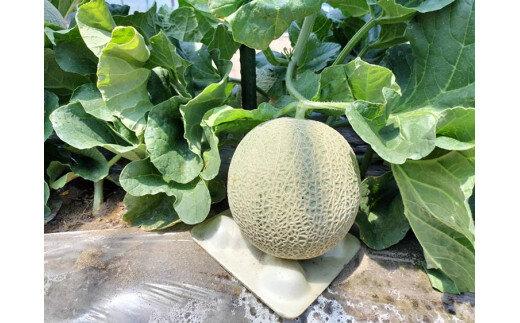 785.【先行予約】青肉メロンの新星「クレセントメロン」うれしい！3~4玉入　※2026年７月中旬より順次発送