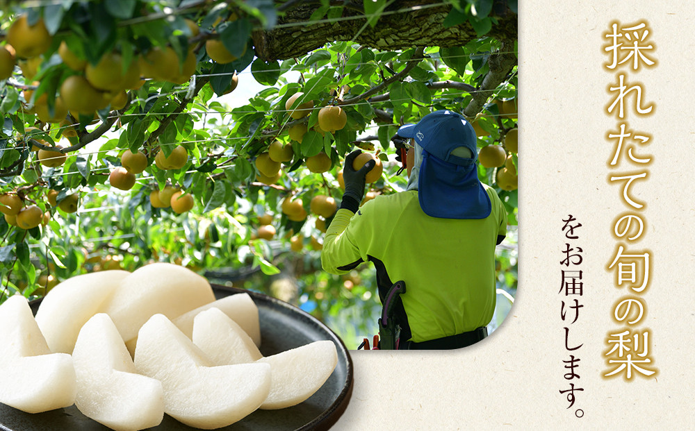 278.二十世紀梨　５ｋｇ（ＪＡ）　※2025年8月下旬～9月上旬頃に順次発送予定