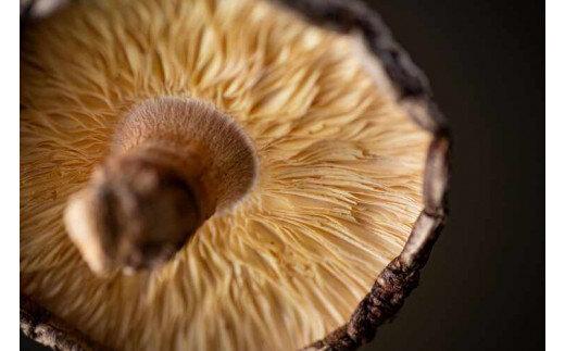 777.とっとり北栄町産 原木乾しいたけ3袋セット　※着日指定不可　※2025年4月上旬～9月下旬頃に順次発送予定