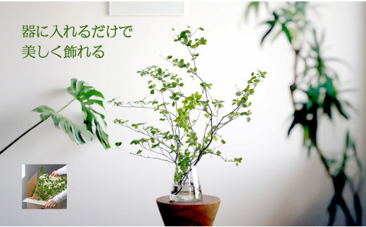 674.【月1回・12ヶ月定期便】旬をかざる枝もの定期便（年12回）＋初回ガラスベース付き